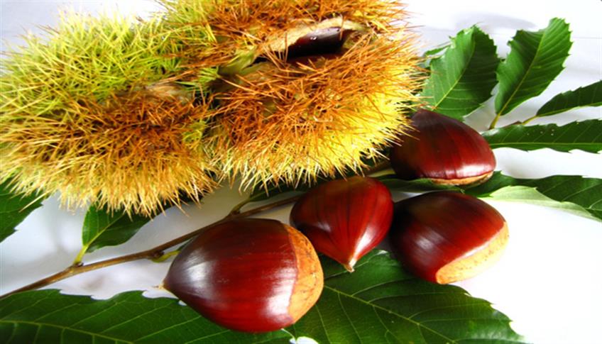 In autunno cadono le foglie e le castagne In autunno cadono le foglie e le castagne